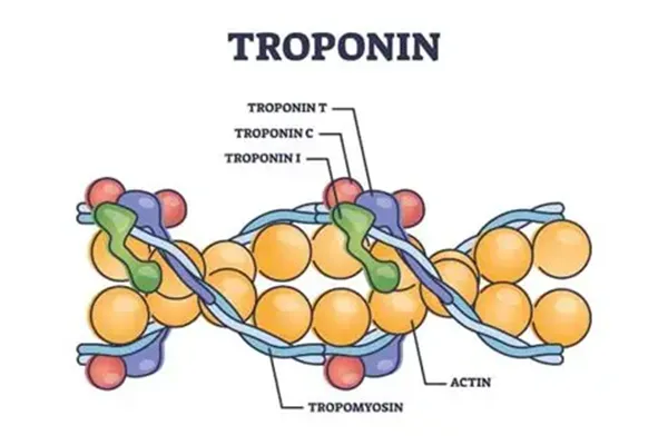 Tropinone Powder CAS 532-24-1 Tropinone Powder CAS 532-24-1