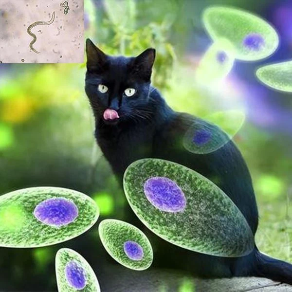 Pyrimethamine is mainly used for the prevention of malaria and also for the treatment of toxoplasmosis.