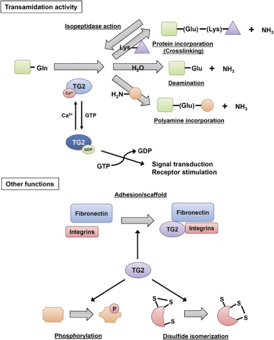Transglutaminase Transglutaminase