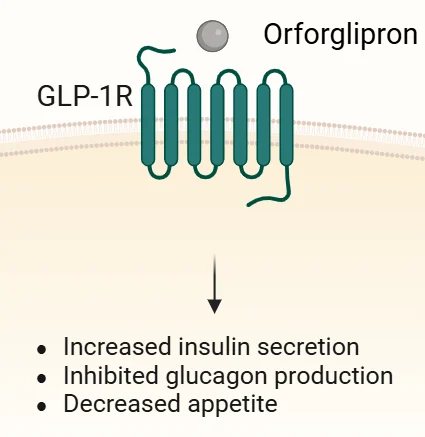 Uses of Orforglipron